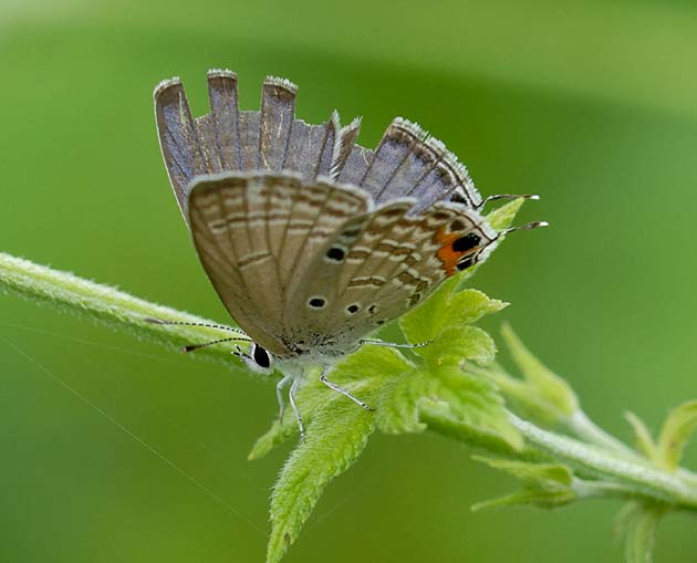 兵庫県川西市のクロマダラソテツシジミ