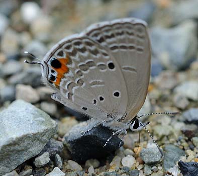吸水中のクロマダラソテツシジミ