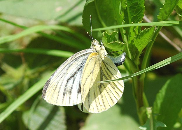 スジグロシロチョウの産卵