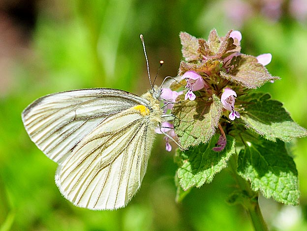 ヒメオドリコソウで吸蜜するスジグロシロチョウ