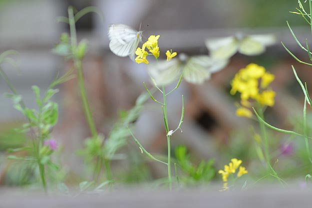 舞う3びきのスジグロシロチョウ