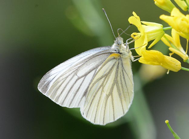 吸蜜中のスジグロシロチョウ