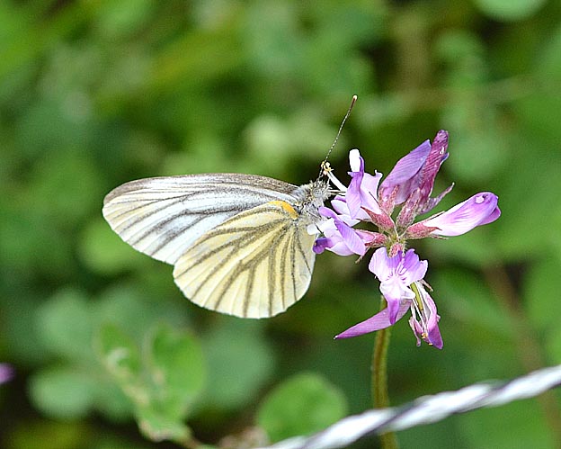 吸蜜中のスジグロシロチョウ