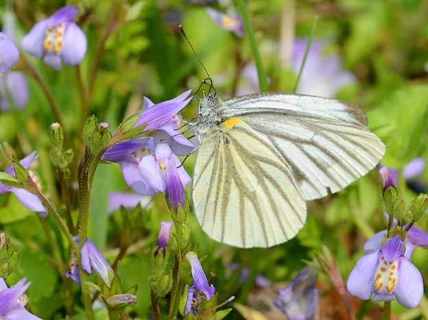 ムラサキサギゴケで吸蜜するスジグロシロチョウ