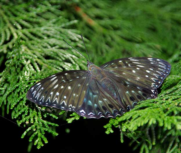 スミナガシの写真