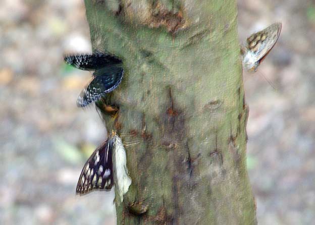 樹液に来たスミナガシとオオムラサキ