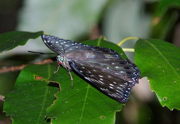 葉にとまるスミナガシ