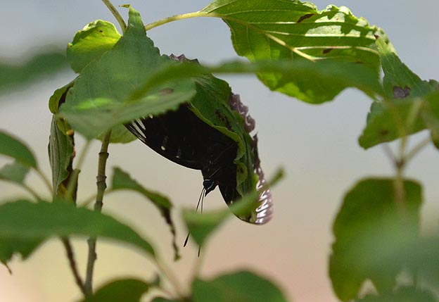 葉裏にとまるスミナガシ