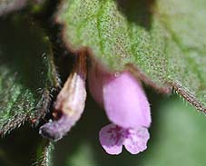 ヒメオドリコソウの花