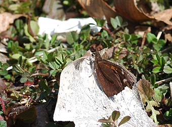 翅を閉じたテングチョウ