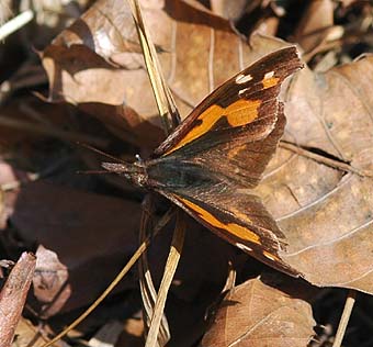 翅を半分開いたテングチョウ