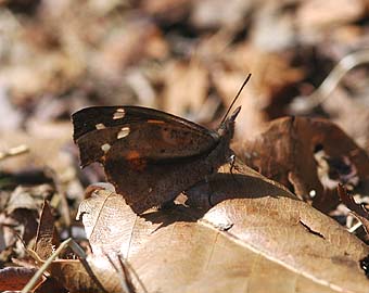 横から見たテングチョウ…翅の裏側