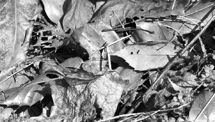 保護色…色がなければ