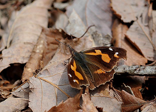越冬後のテングチョウ