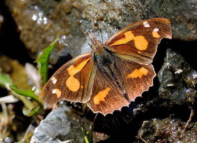 吸水中のテングチョウ
