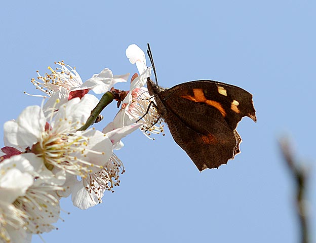 ウメで吸蜜するテングチョウ