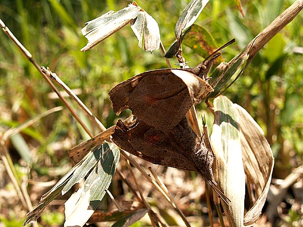 テングチョウの交尾