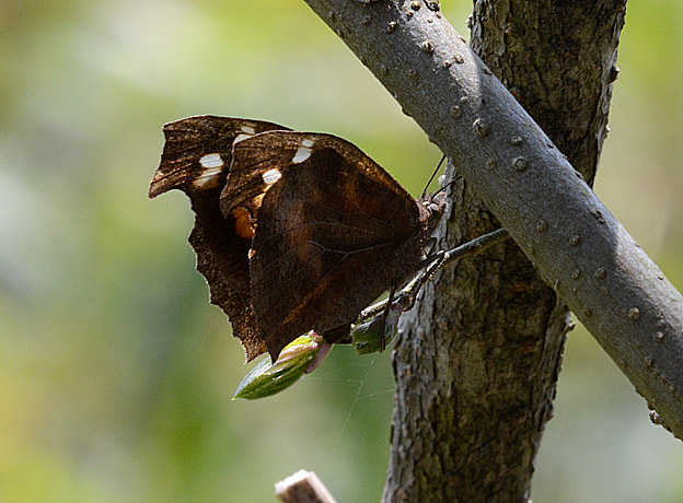 テングチョウの産卵