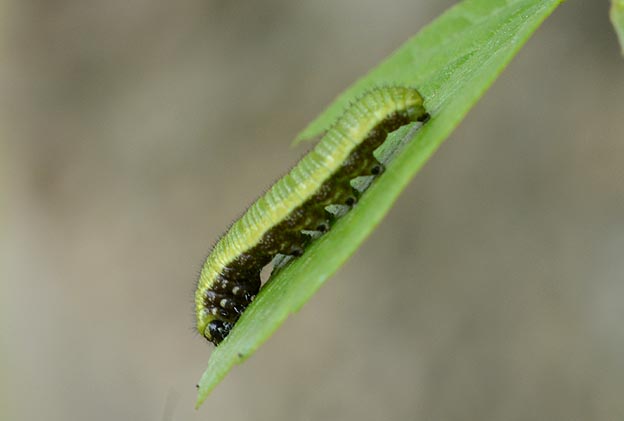 テングチョウの幼虫