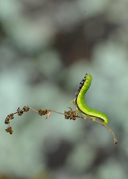ぶら下がったテングチョウの幼虫