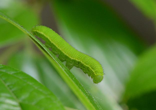 全体が緑のテングチョウの幼虫
