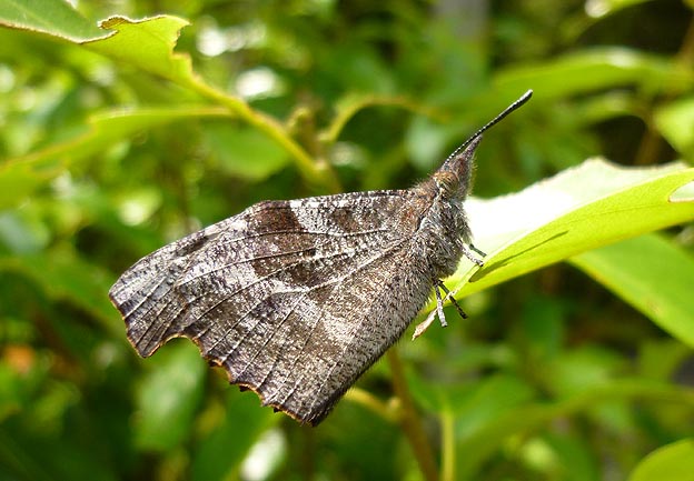 新鮮なテングチョウ