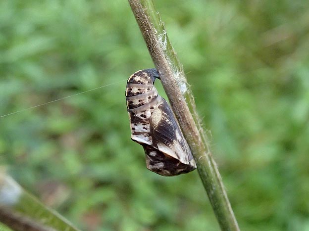 テングチョウの蛹の写真