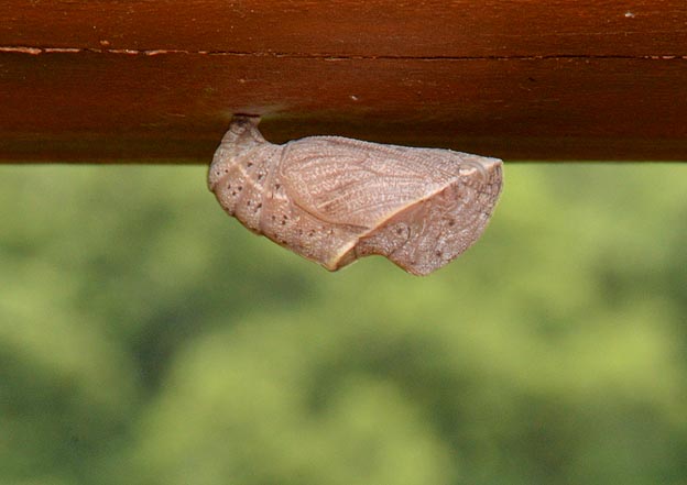 テングチョウの蛹