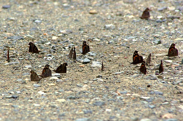 集まったテングチョウ