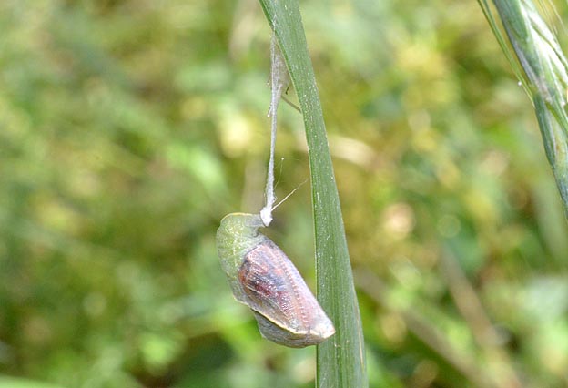 もうすぐ羽化するテングチョウの蛹
