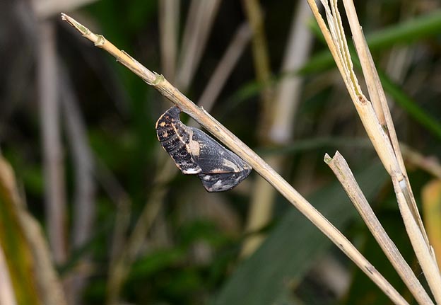 笹についたテングチョウの蛹