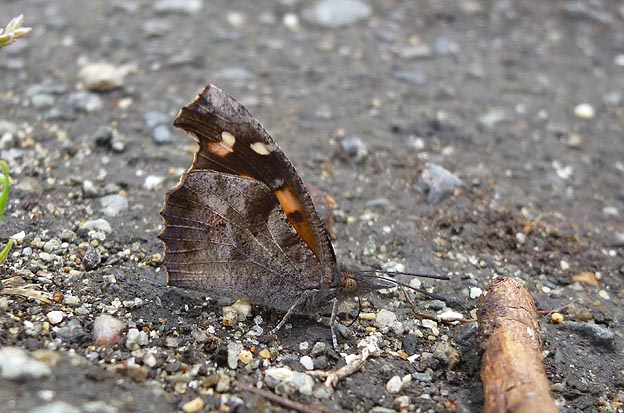 テングチョウの新成虫