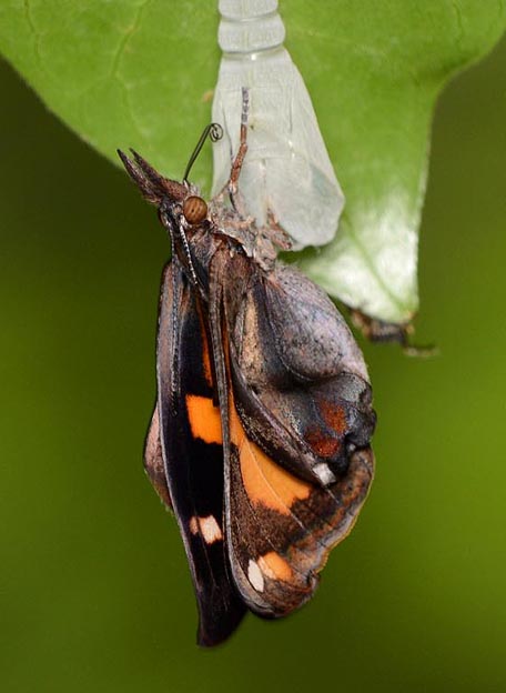 テングチョウの羽化の写真