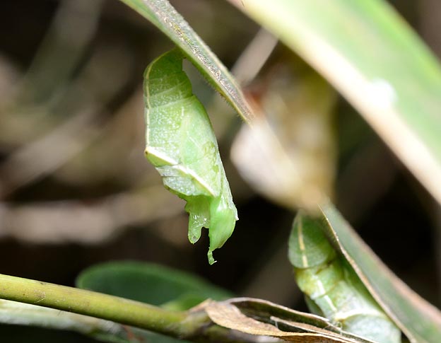 半分が食べられたテングチョウの蛹の写真
