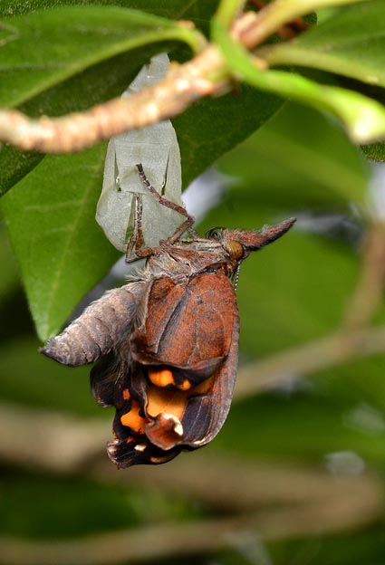 テングチョウの羽化の写真