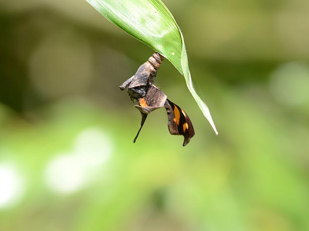 羽化不良のテングチョウ