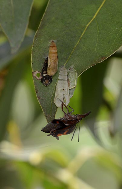 羽化するテングチョウ