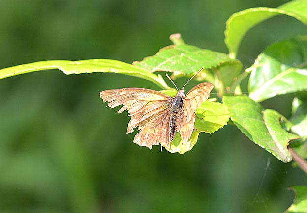 越冬後のテングチョウ