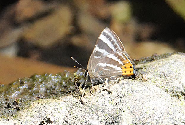 吸水するトラフシジミ