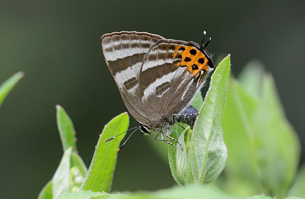 トラフシジミの産卵
