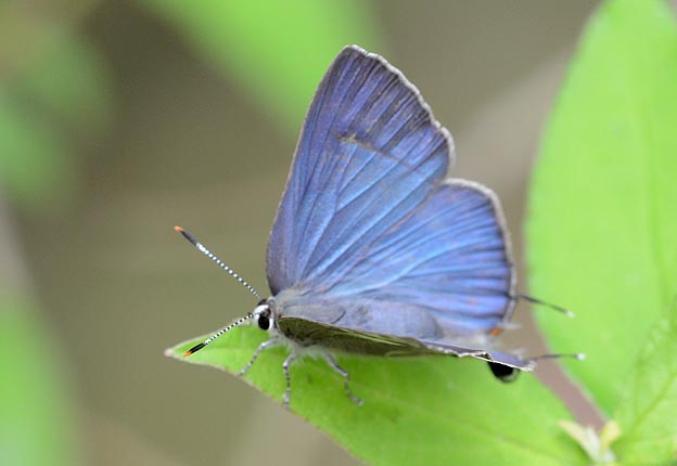 翅を開いたトラフシジミ