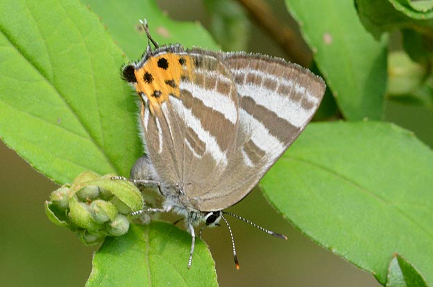 産卵するトラフシジミ