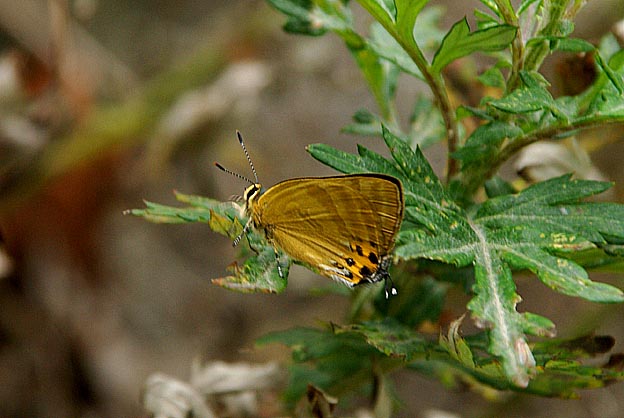 トラフシジミの夏型
