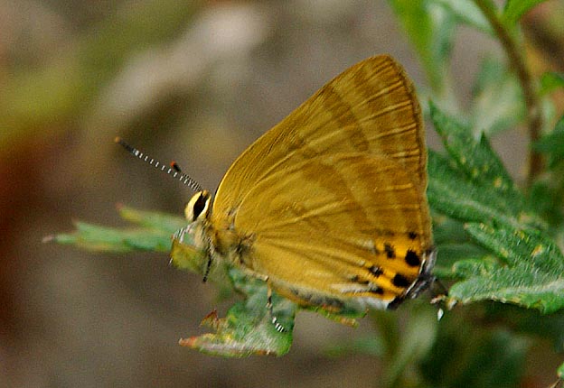 夏型のトラフシジミ