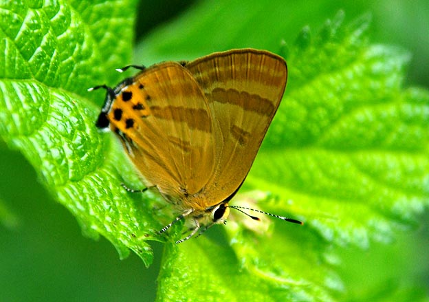 トラフシジミの夏型