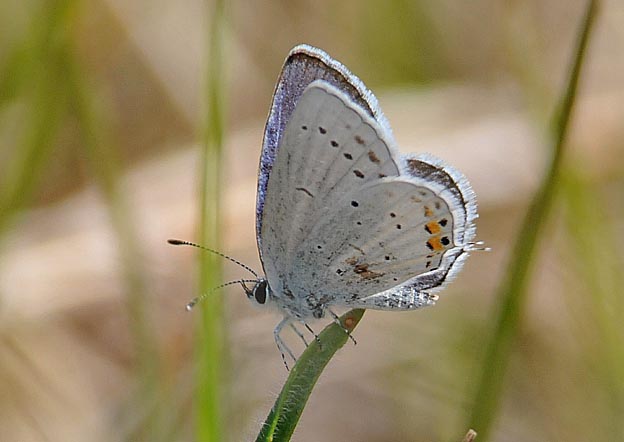 初見のツバメシジミ