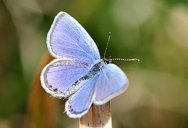 新鮮なツバメシジミ