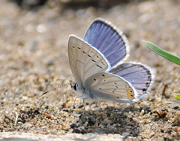 給水中のツバメシジミ