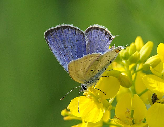 セイヨウカラシナで吸蜜するツバメシジミ