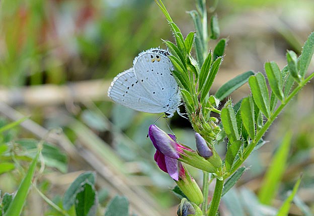カラスノエンドウに産卵に来たツバメシジミのメス